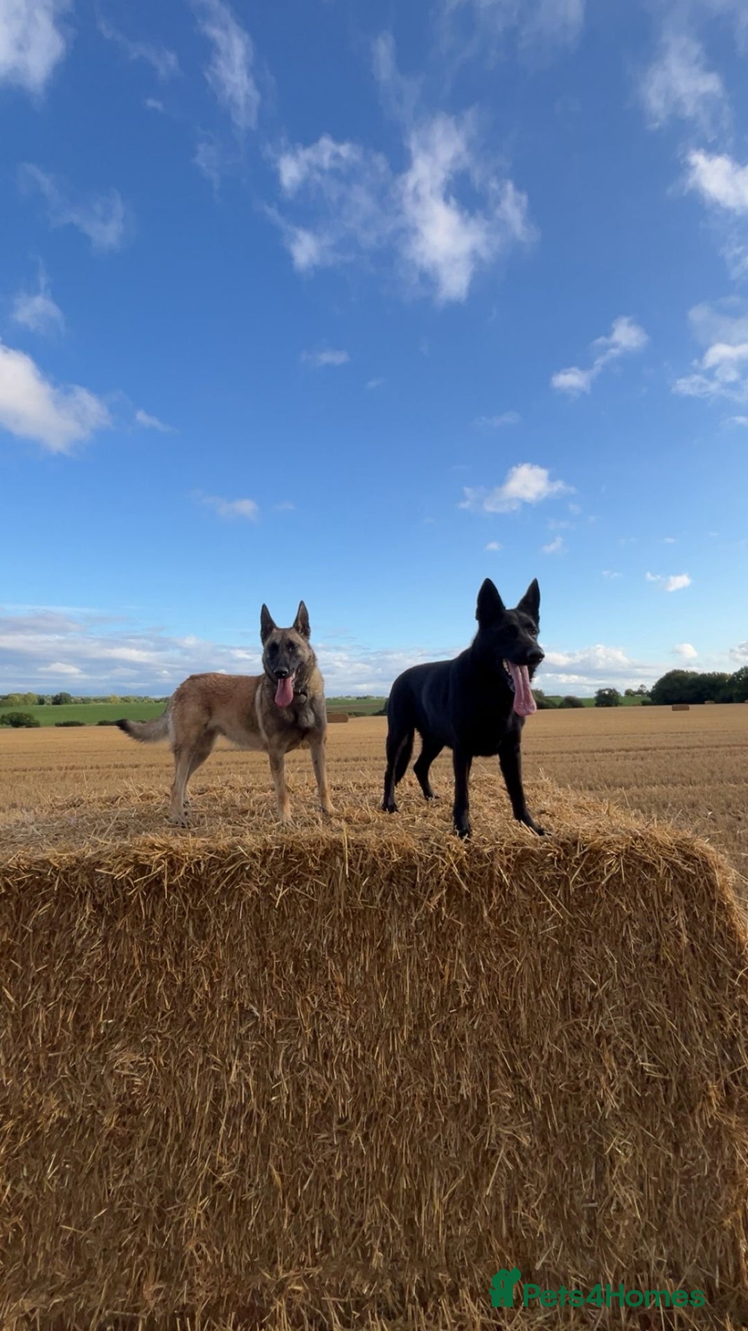 Belgian Shepherd Dog dogs for sale: Beautiful Belgian Malinois Puppies  - Image 13