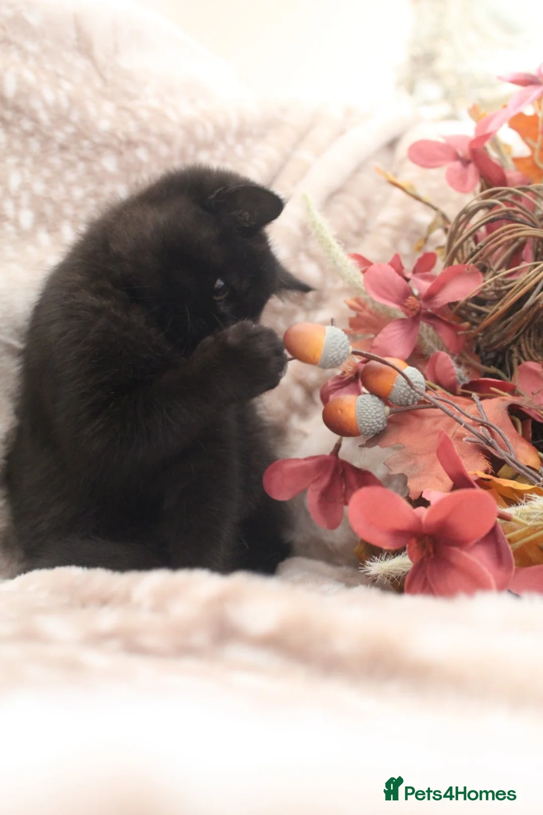 British Shorthair cats for sale: GCCF REG BLACK BRITISH SHORTHAIR BOY 🖤 - Advert 2