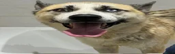 Huskita dogs for sale: Male huskita for sale - Advert 4