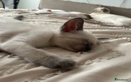 Siamese cats for sale: 2x Beautiful Pedigree Siamese Female Kittens - Image 13