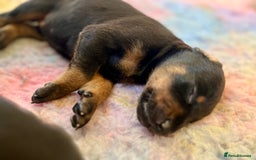 Dobermann dogs for sale: KC registered health tested Doberman puppies - Image 18