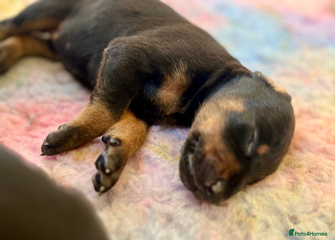Dobermann dogs for sale: KC registered health tested Doberman puppies - Image 18