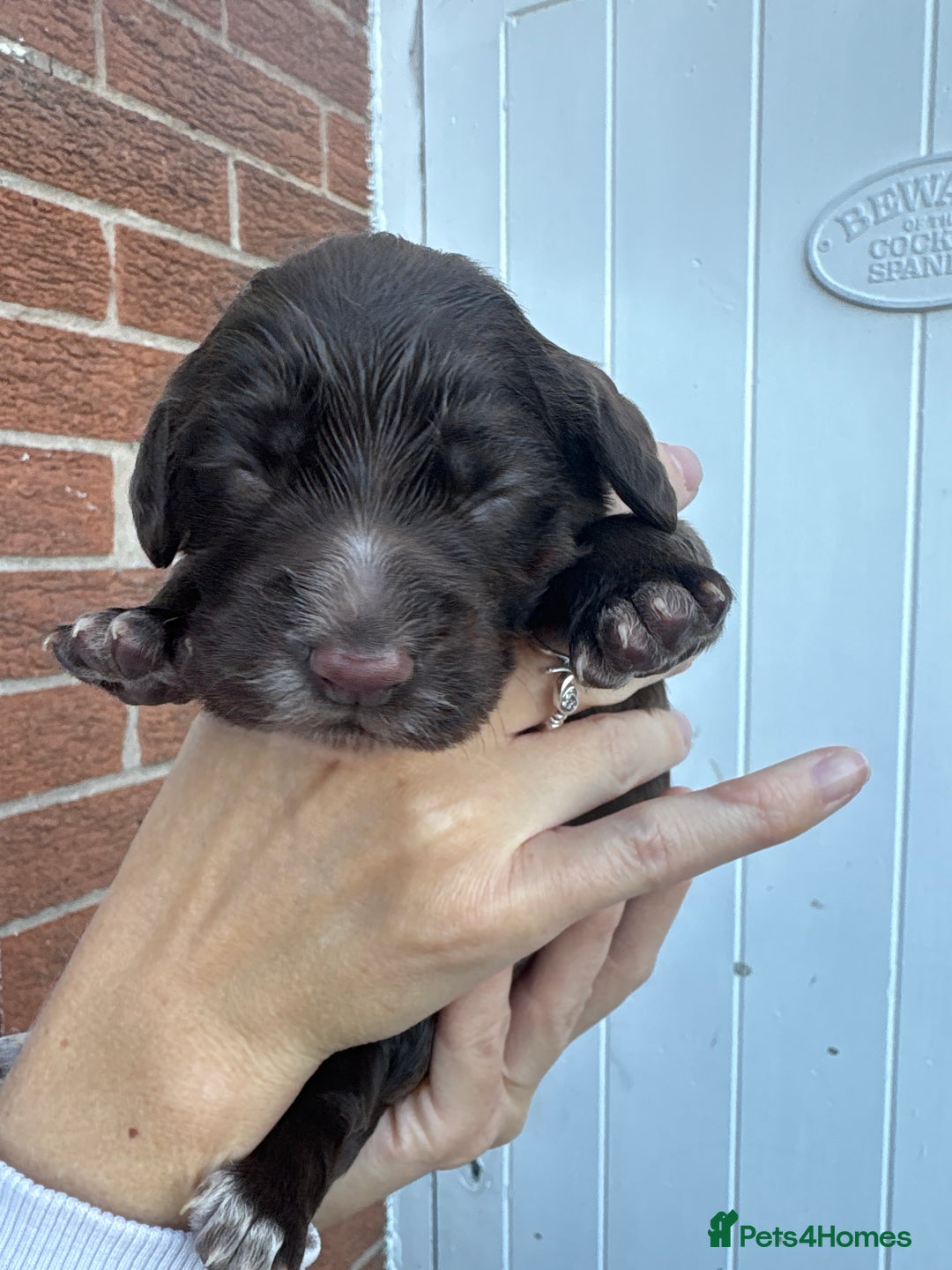 Cocker Spaniel dogs for sale: Stunning WCS pups - Image 17