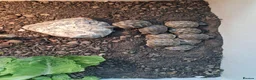 Hermann Tortoise reptiles for sale: Last 2, Hermann tortoises, UK bred. - Advert 3