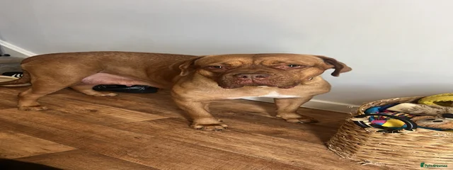 Honey 