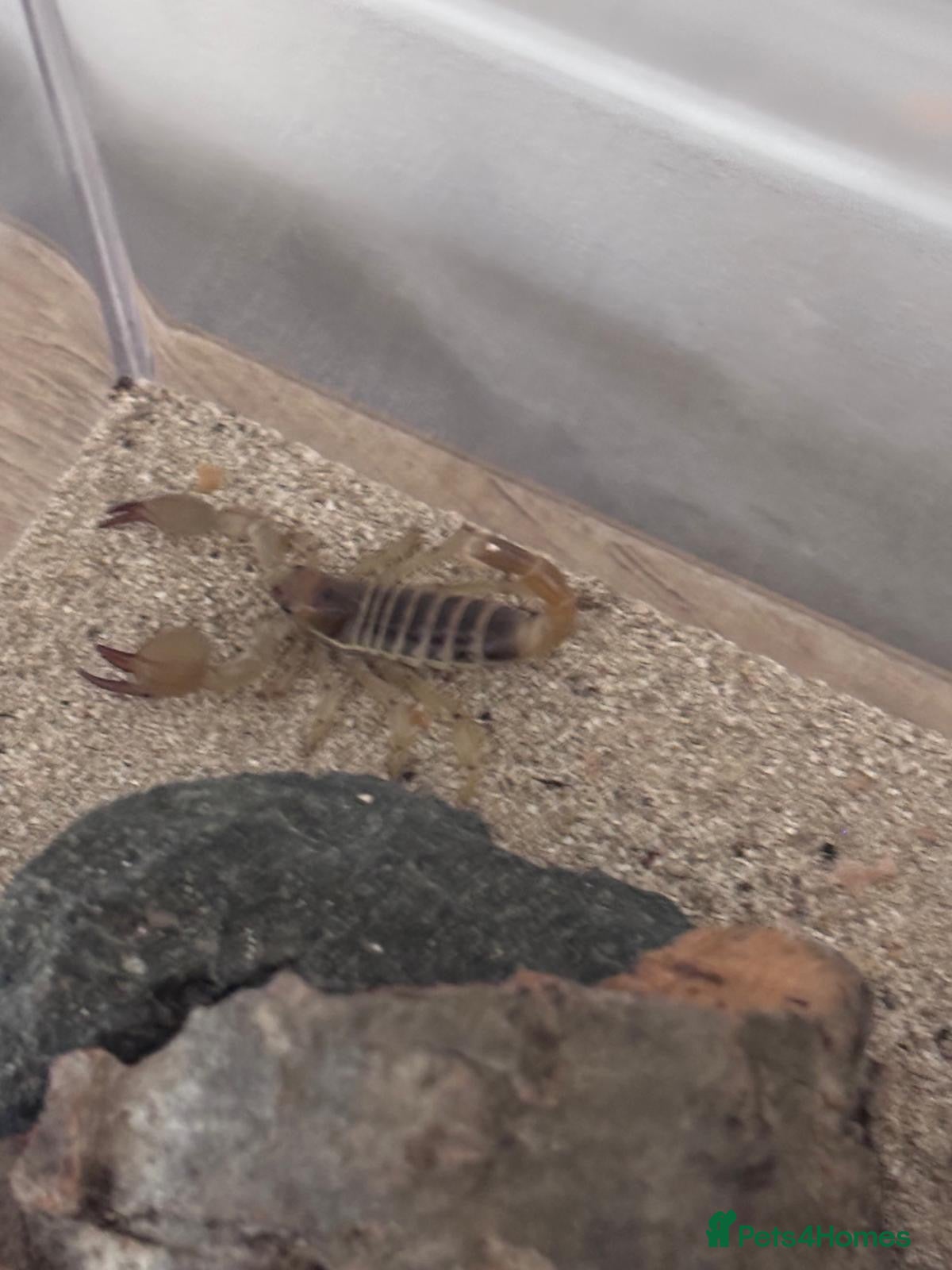 Scorpions invertebrates for sale: Desert Scorpion  - Advert 16