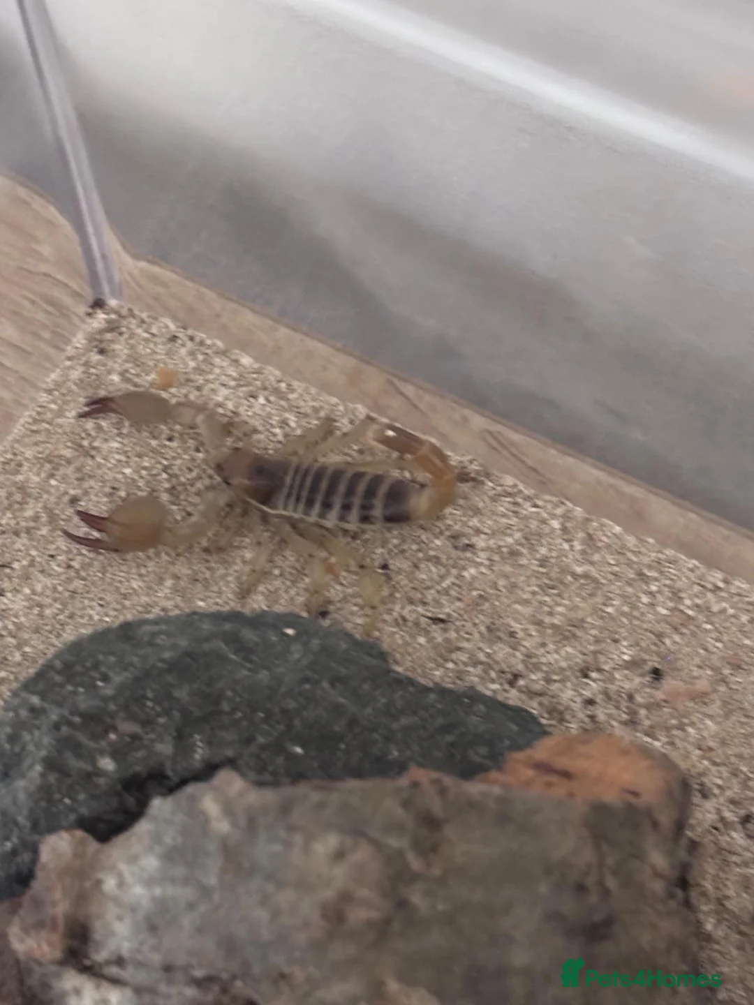 Scorpions invertebrates for sale: Desert Scorpion  in Porth - Advert 1