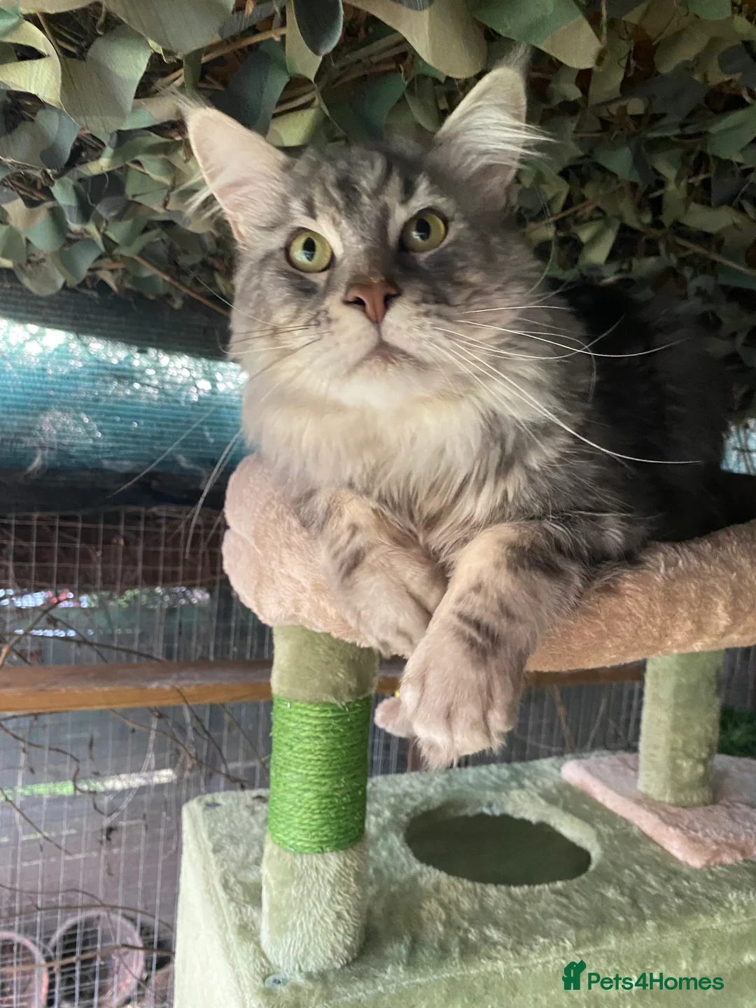 Maine Coon cats for stud: TICA ACTIVE MAINE COON STUD - Advert 2