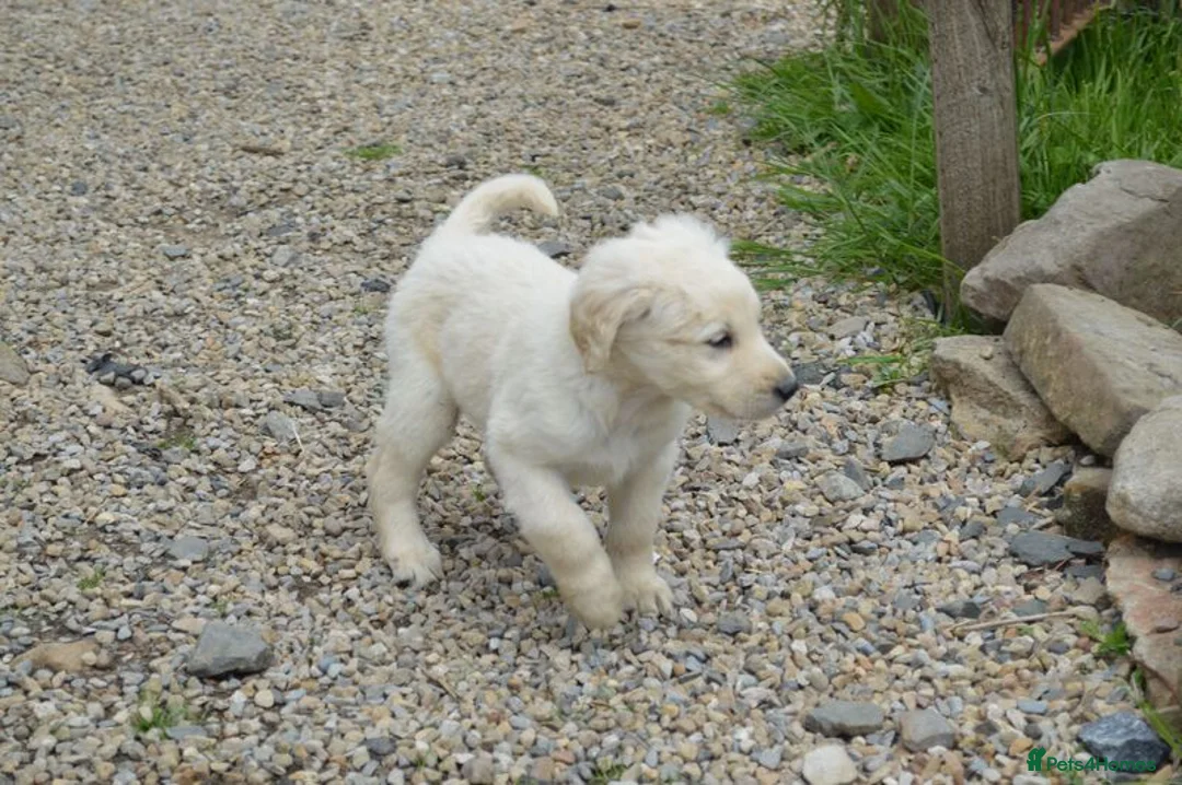Labradoodle dogs for sale: Standard Labradoodle Puppies F3 - Advert 16