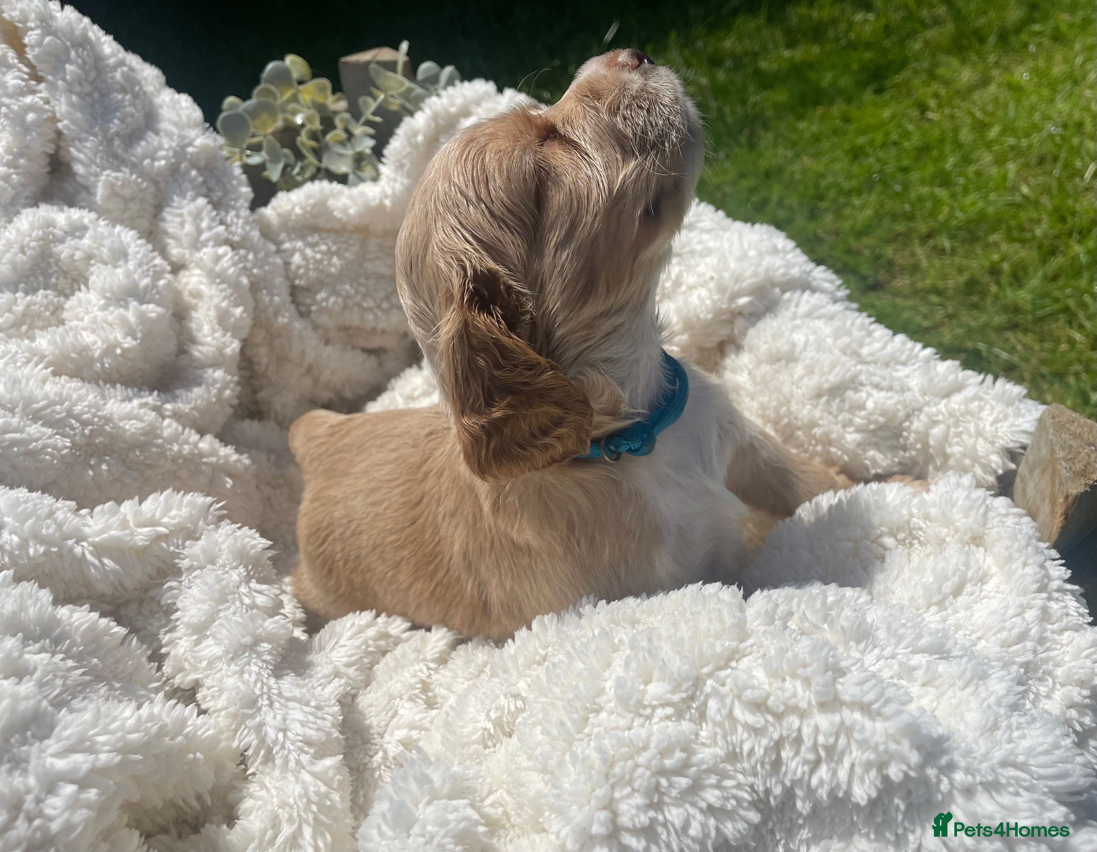 Cockapoo dogs for sale: Stunning F1b Cockapoo puppies - Advert 4