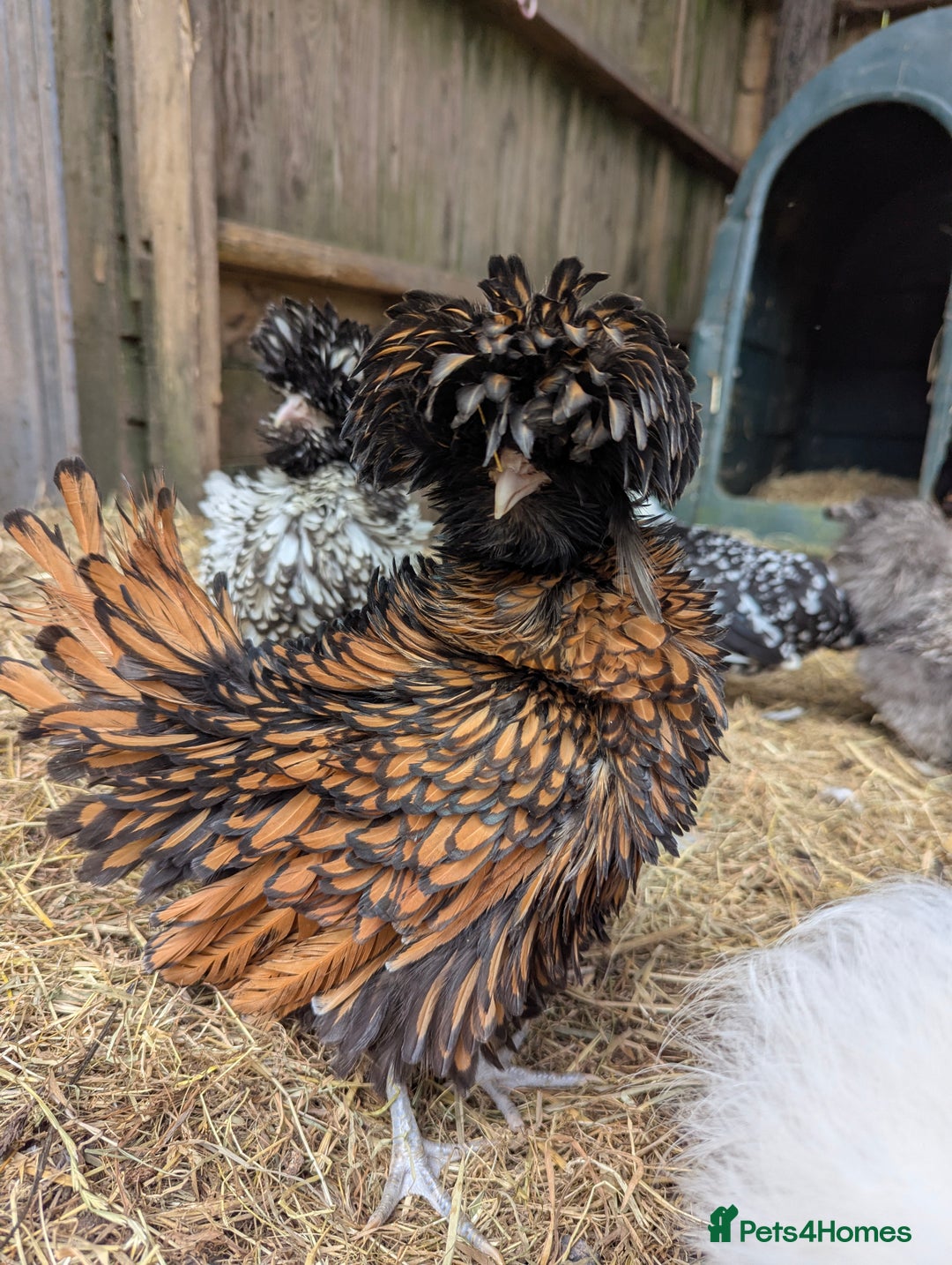 Chickens poultry for sale: Beautiful POL Pullets USA Silkies, Polish bantams  - Image 18