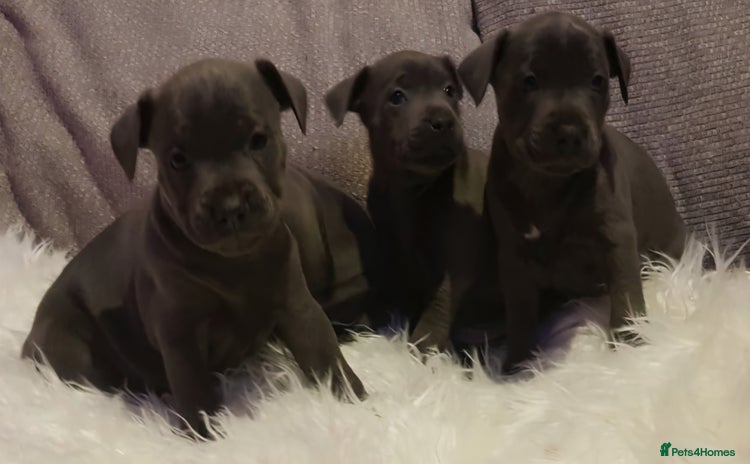 Staffordshire Bull Terrier dogs - Advert 16