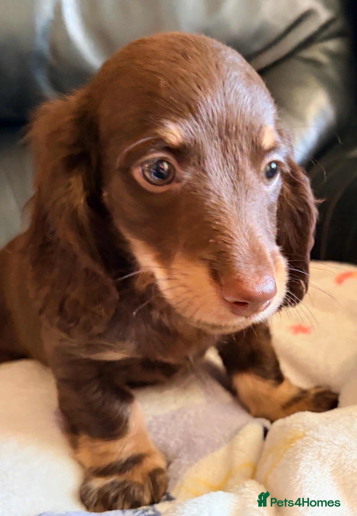 Miniature Dachshund dogs Beautiful long hair miniature dachshund pups - Advert 12