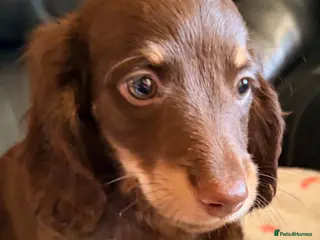 Miniature Dachshund dogs Beautiful long hair miniature dachshund pups - Advert 12