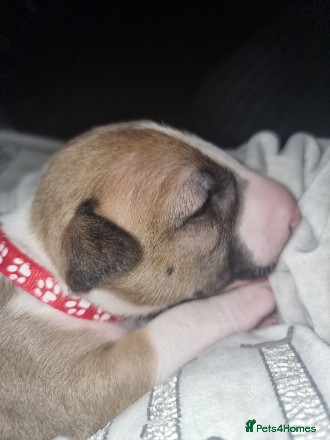 English Bull Terrier dogs for sale: English bull terrier  - Image 9