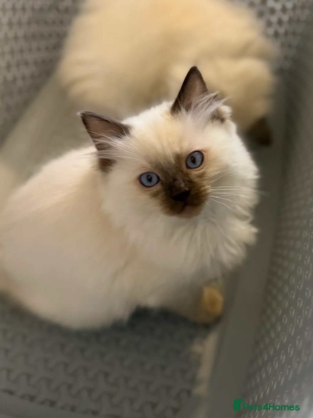 Ragdoll cats for sale: Stunning Ragdoll Kittens GCCF registered/Pedigree - Advert 29