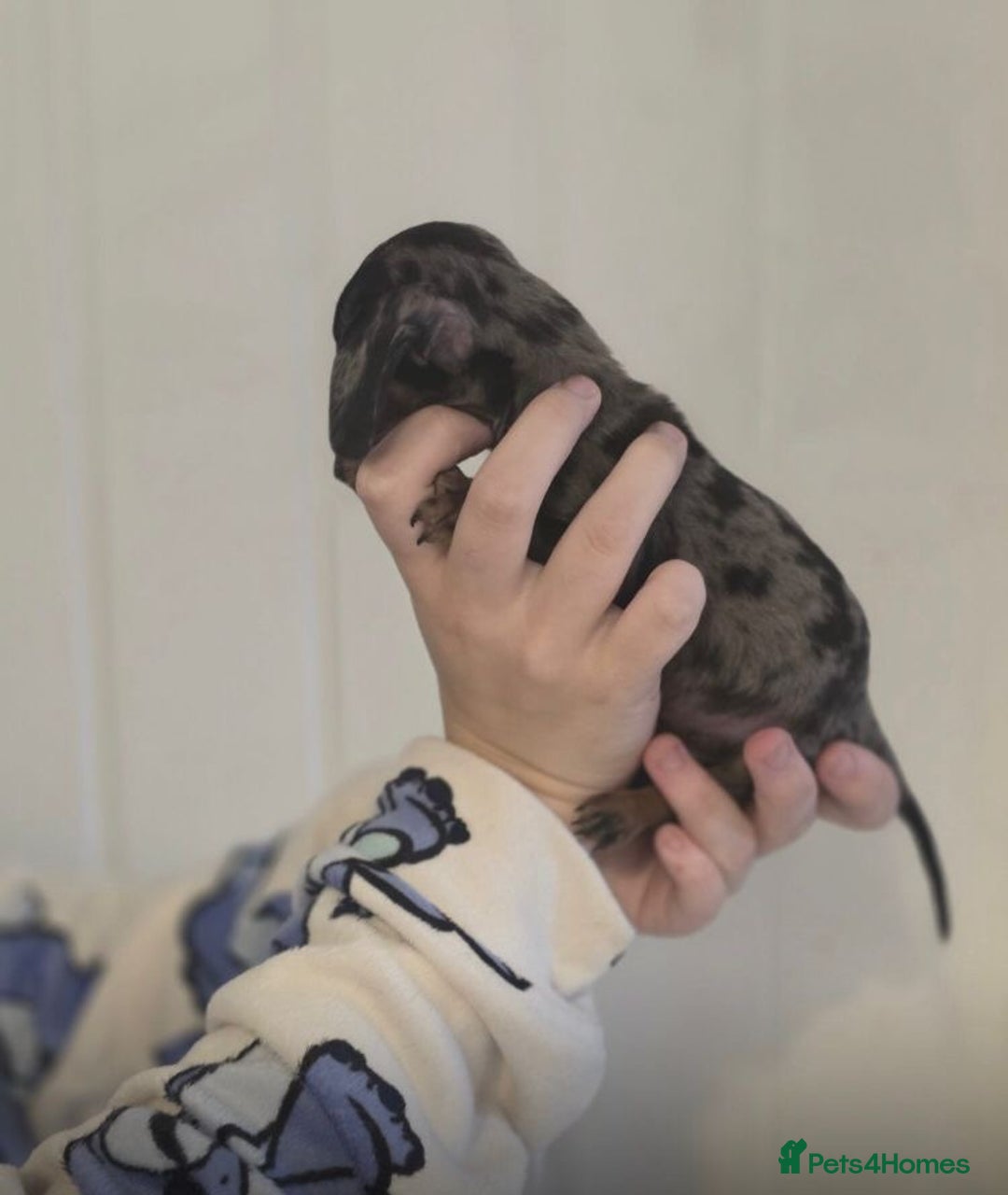 Dachshund dogs for sale: Minature dashunds 💙 1 boy left ready now 💙 - Image 2