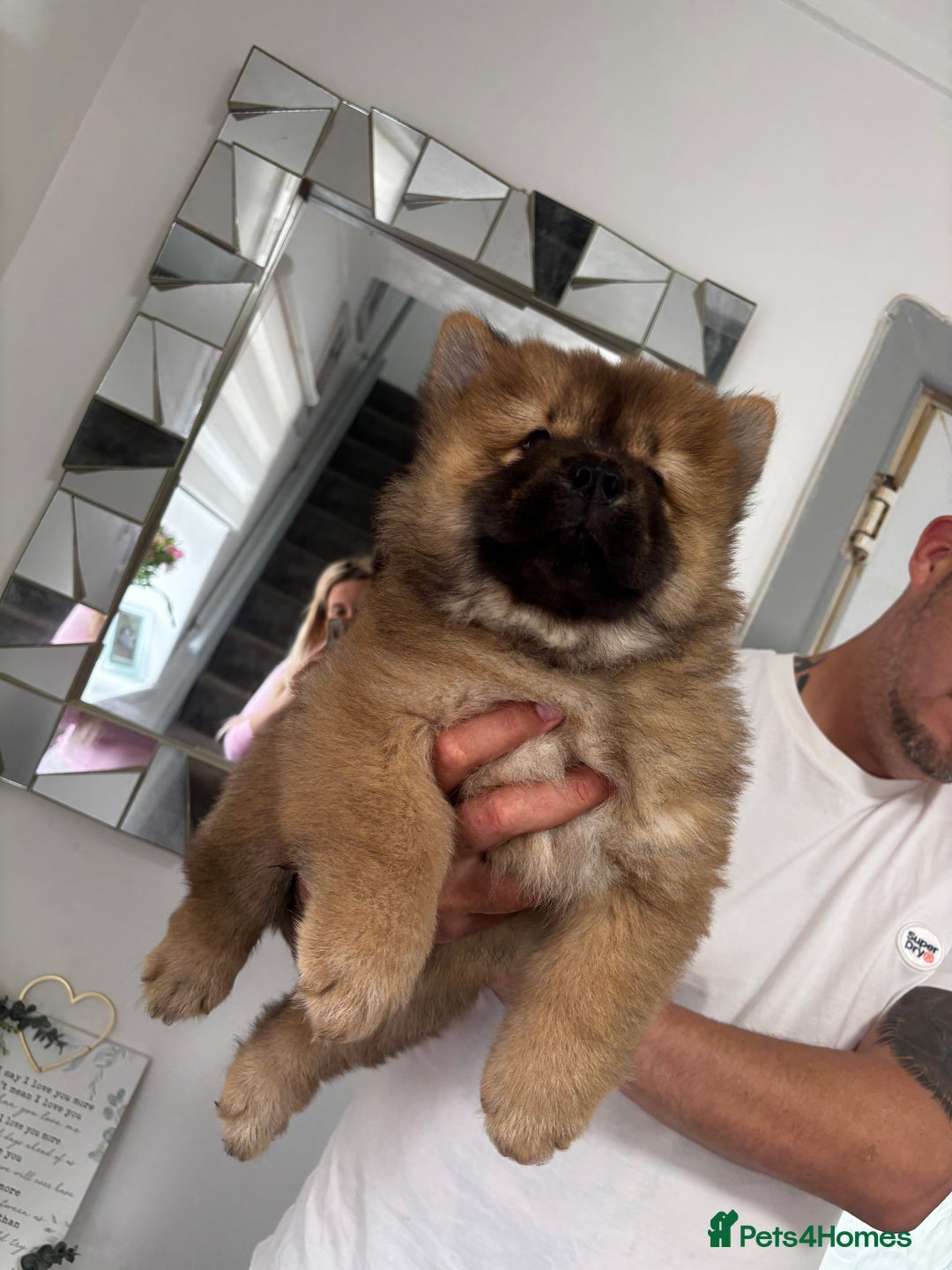 Chow Chow dogs for sale: 🤍  1 STUNNING GIRL LEFT 🐾 READY TO LEAVE 🐾 - Image 24