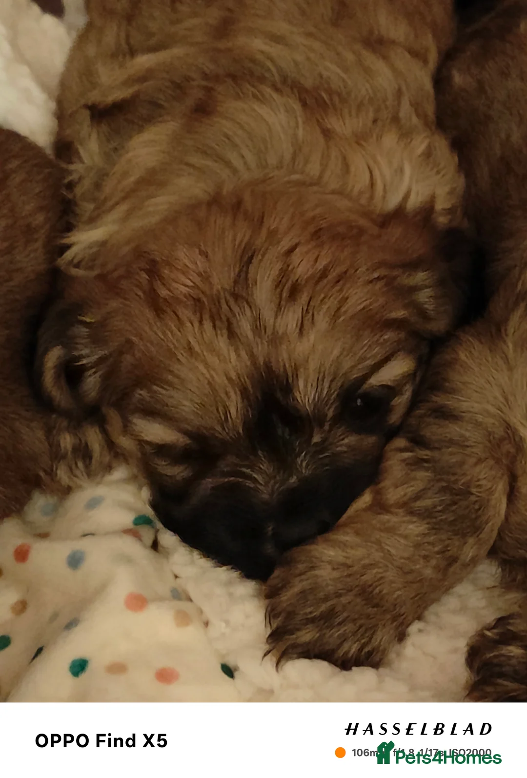 Cava Tzu dogs for sale: CAVA TZU FOR SALE - Advert 12