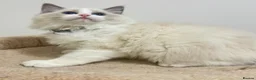 Ragdoll cats for sale: TICA Reg Ragdoll Kittens from Show-Winning Lines - Advert 12