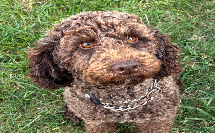 Miniature Poodle dogs - Advert 2