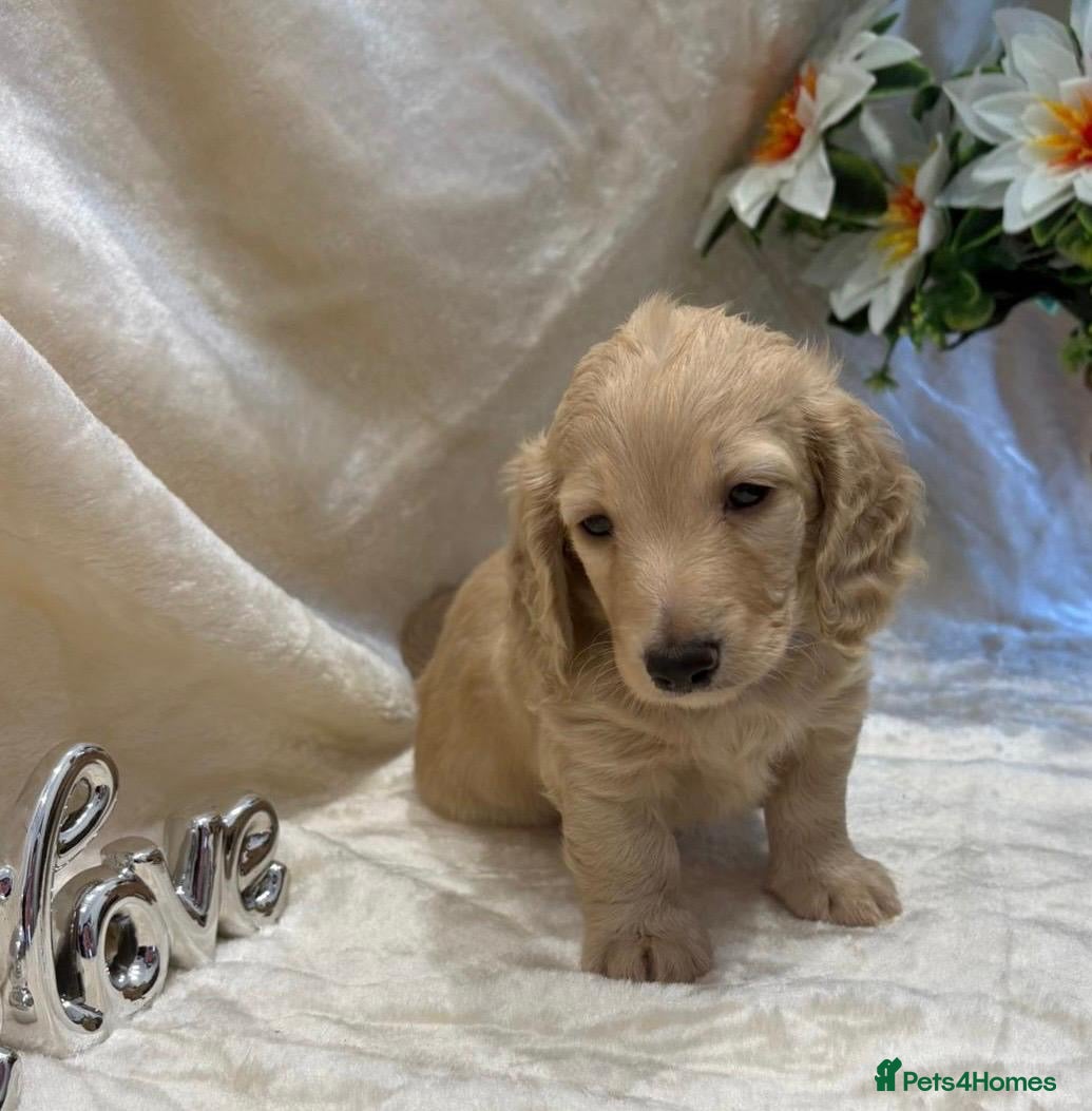 Miniature Dachshund dogs Stunning KC Long Haired Miniature Dachshund 🐶🐶 - Advert 6