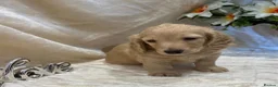 Miniature Dachshund dogs for sale: Stunning KC Long Haired Miniature Dachshund 🐶🐶 - Advert 3
