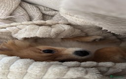 Pomeranian dogs for sale: Happy Pom Pom - Image 10