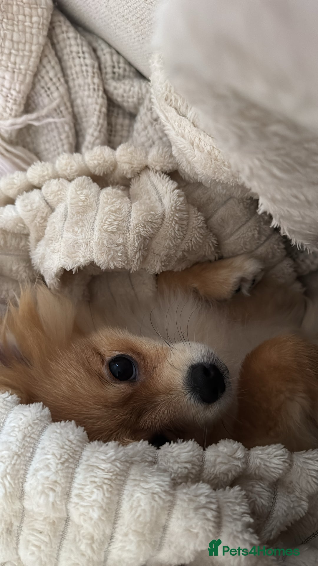 Pomeranian dogs for sale: Happy Pom Pom - Image 10