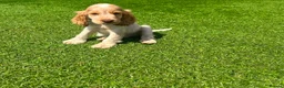 Cocker Spaniel dogs for sale: Beautiful kc reg show cockers READY NOW  - Advert 7