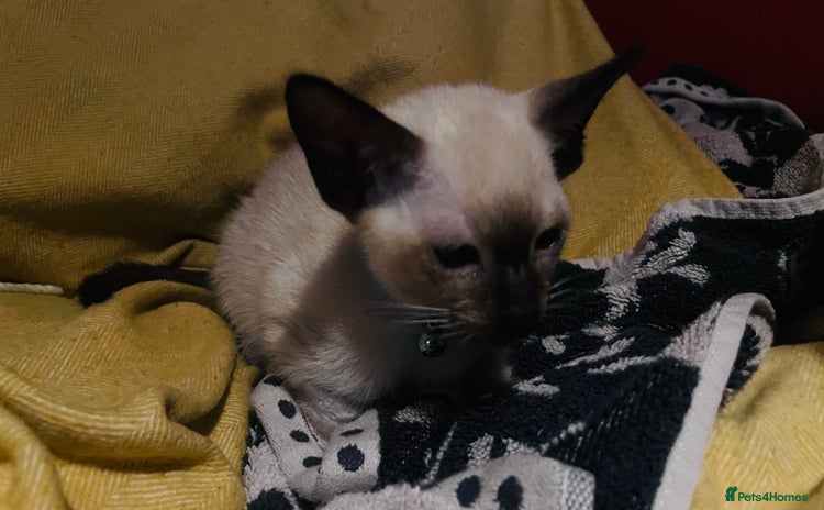 Siamese cats - Advert 1