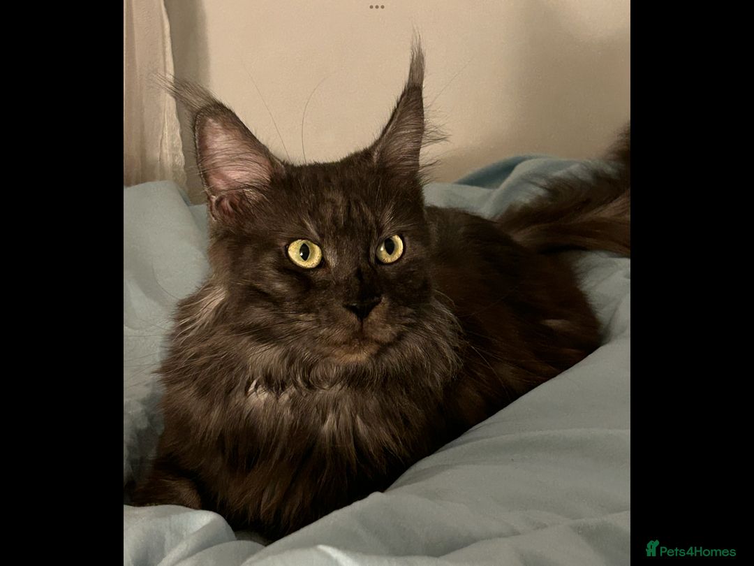 Maine Coon cats for sale: Tica kittens - Advert 2
