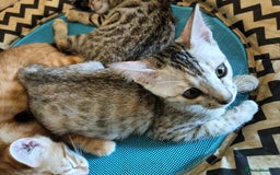Bengal cats for sale: Bengal Mix Kittens High % Wild Asian Leopard Cat  - Image 21