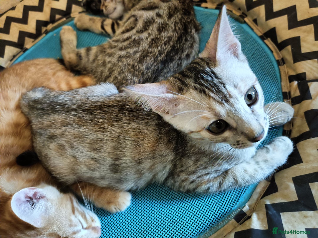 Bengal cats for sale: Bengal Mix Kittens High % Wild Asian Leopard Cat  - Image 21