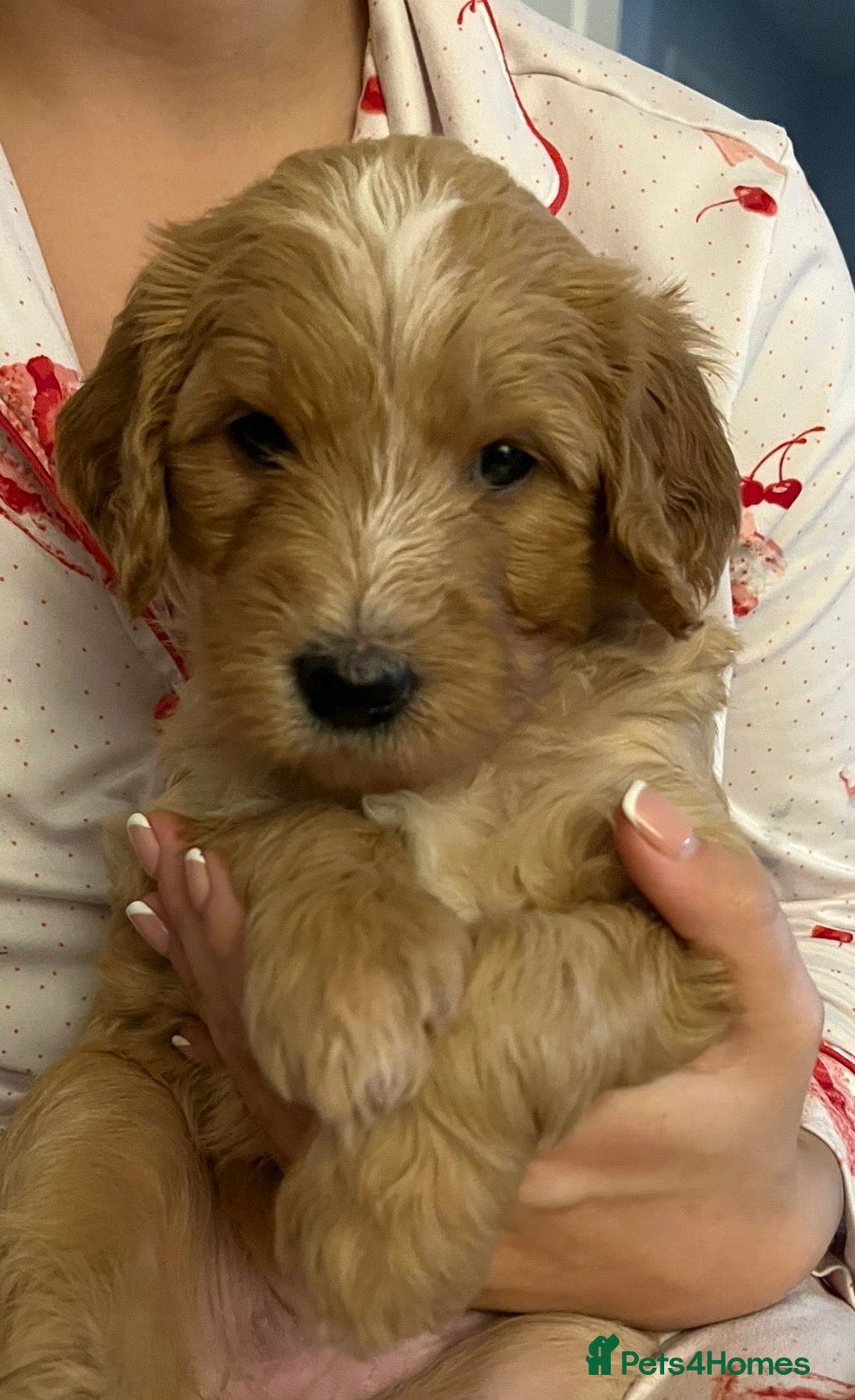 Mixed Breed dogs Stunning litter of Golden Bernadoodles - Advert 8