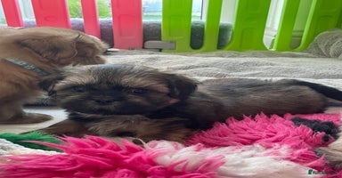 Shih Tzu dogs - Advert 5