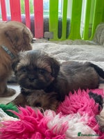 Shih Tzu dogs - Advert 5