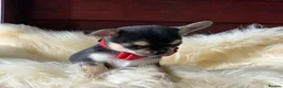Chihuahua dogs for sale: 5* LICENSED READY💕 KC SMOOTH CHI BABY BOYS X2  - Advert 33