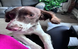 Mixed Breed dogs for adoption: Rots adorable 8 mthold Bouncy Springer Spaniel Pup - Image 2