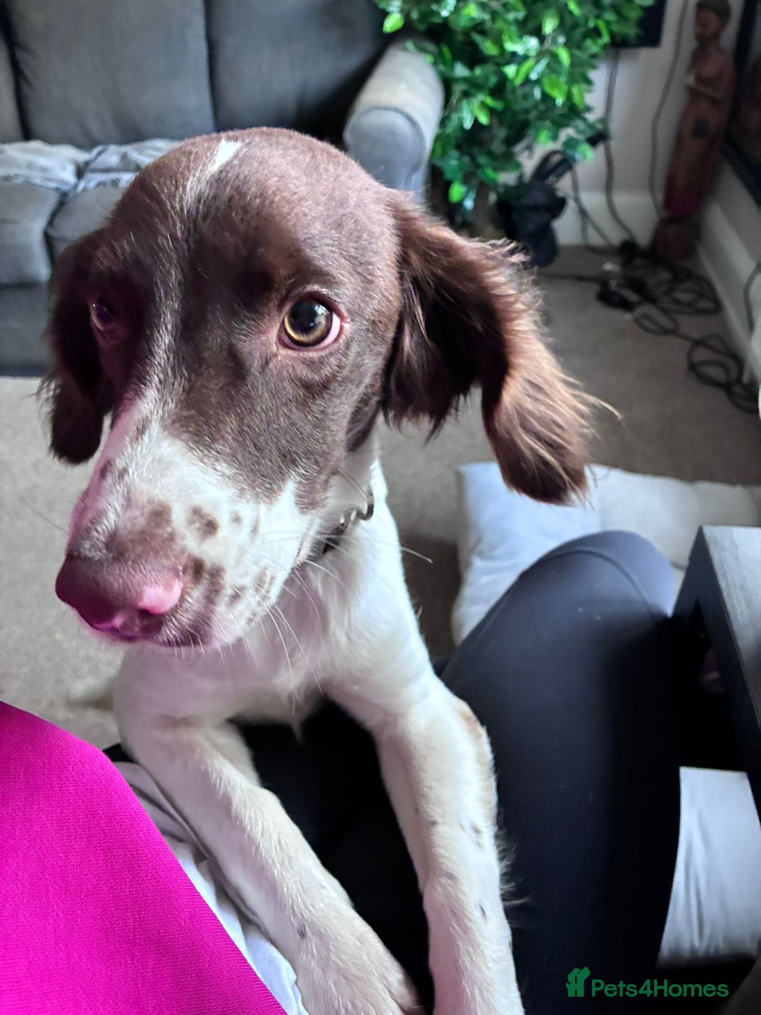 Mixed Breed dogs for adoption: Rots adorable 8 mthold Bouncy Springer Spaniel Pup - Image 2