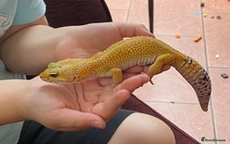 Leopard Gecko reptiles for sale: Leopard Gecko and Vivarium complete set - Image 2