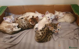 Bengal cats for sale: Pure Bengal kittens for sale - Image 1