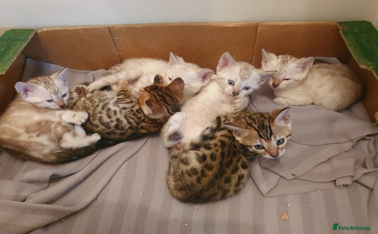 Bengal cats - Advert 9