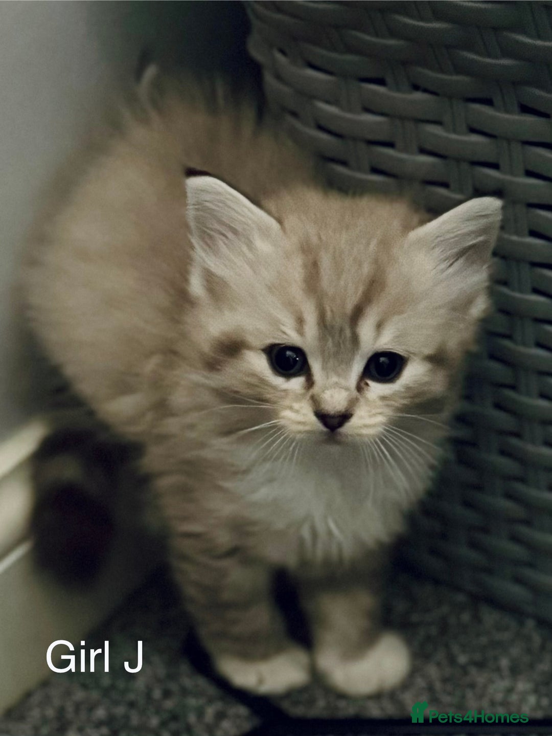 Ragdoll cats for sale: Classic & Mink Ragdoll Kittens - Advert 2