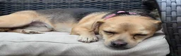 Mixed Breed dogs for adoption: Libby 🩷 - Advert 3