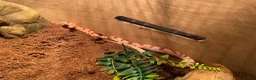 Snake reptiles for sale: Corn snake - Advert 3