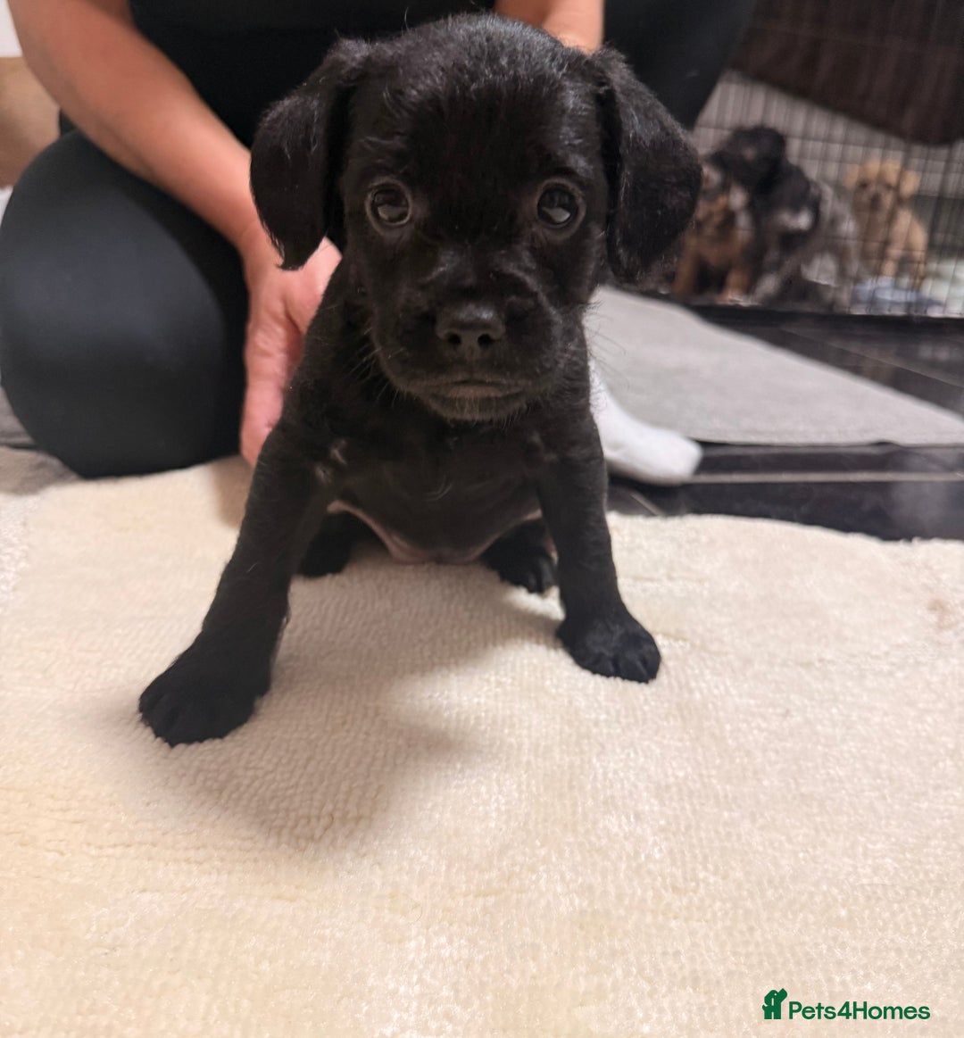 Mixed Breed dogs for sale: Froodle Puppies  - Advert 13