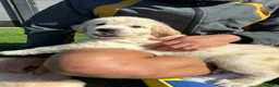 Golden Retriever dogs for sale: KC Registered Golden Retriever Puppies  - Advert 8