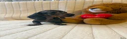 Miniature Dachshund dogs for sale: Miniature dachshund - Advert 4