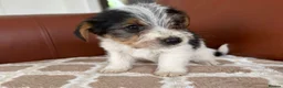 Mixed Breed dogs for sale: Yorkshire terrier X Jack Russell in Harlow - Advert 4